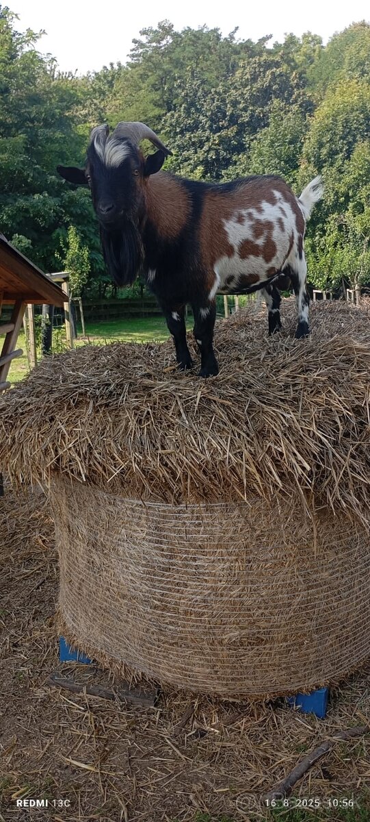 Holandská minikozička (capko )