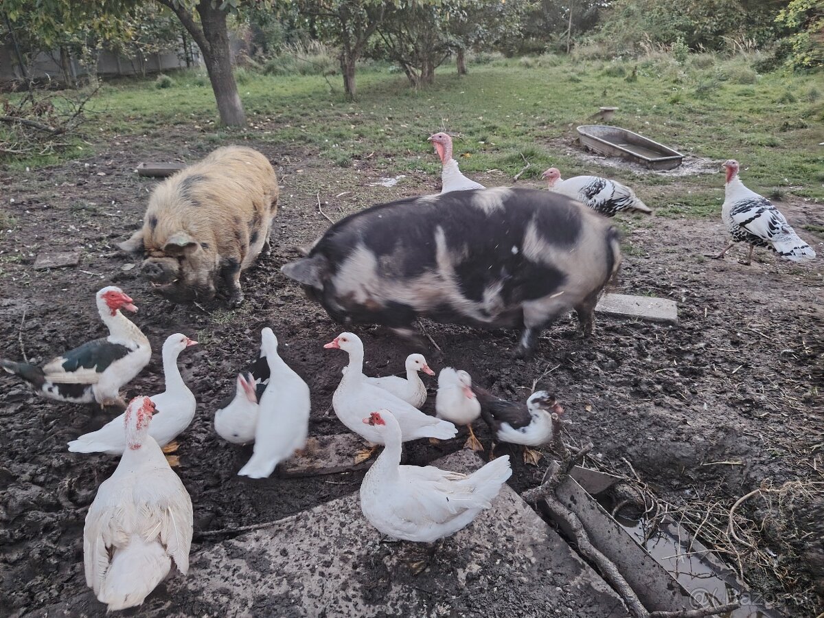 Ponúkame na predaj prasiatka kune kune na chov