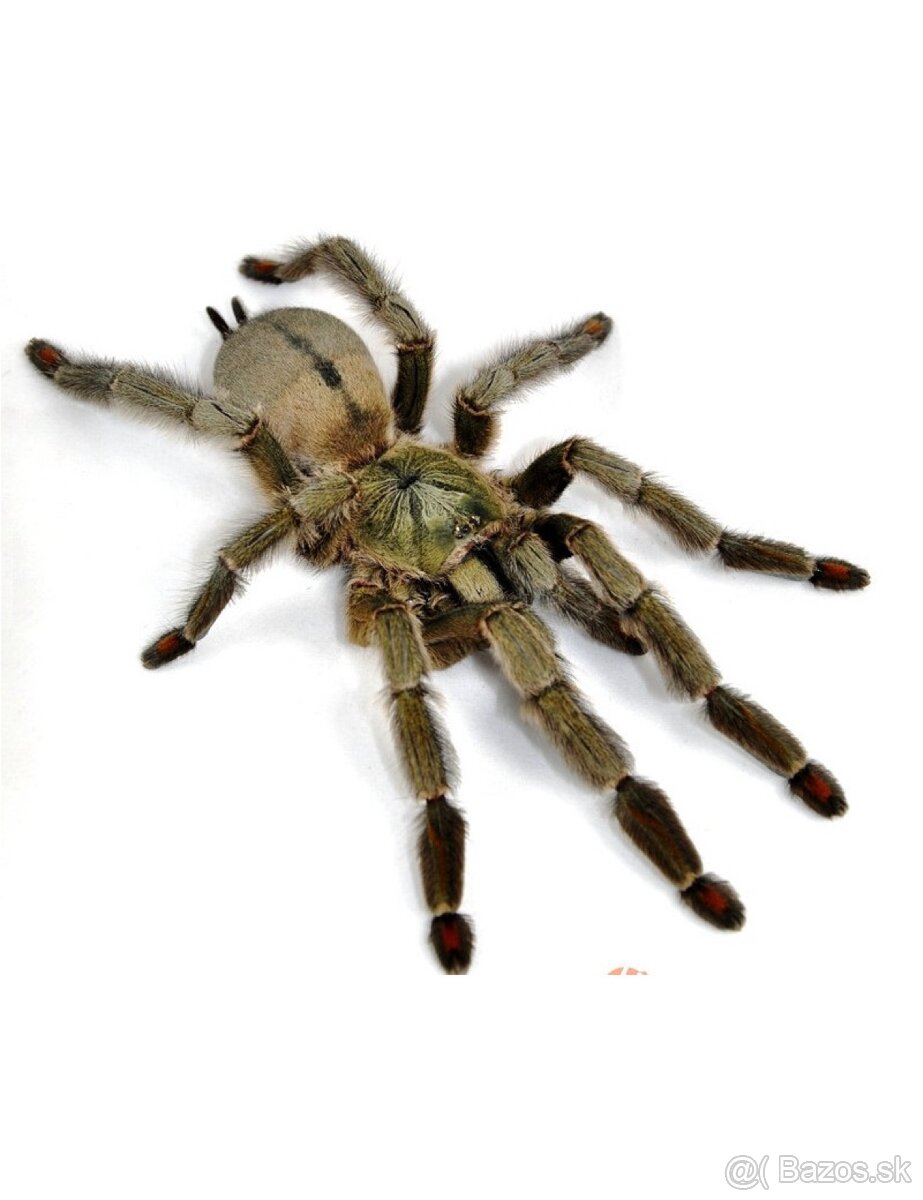 Dospelá samica Psalmopoeus cambridgei aj s výbavou