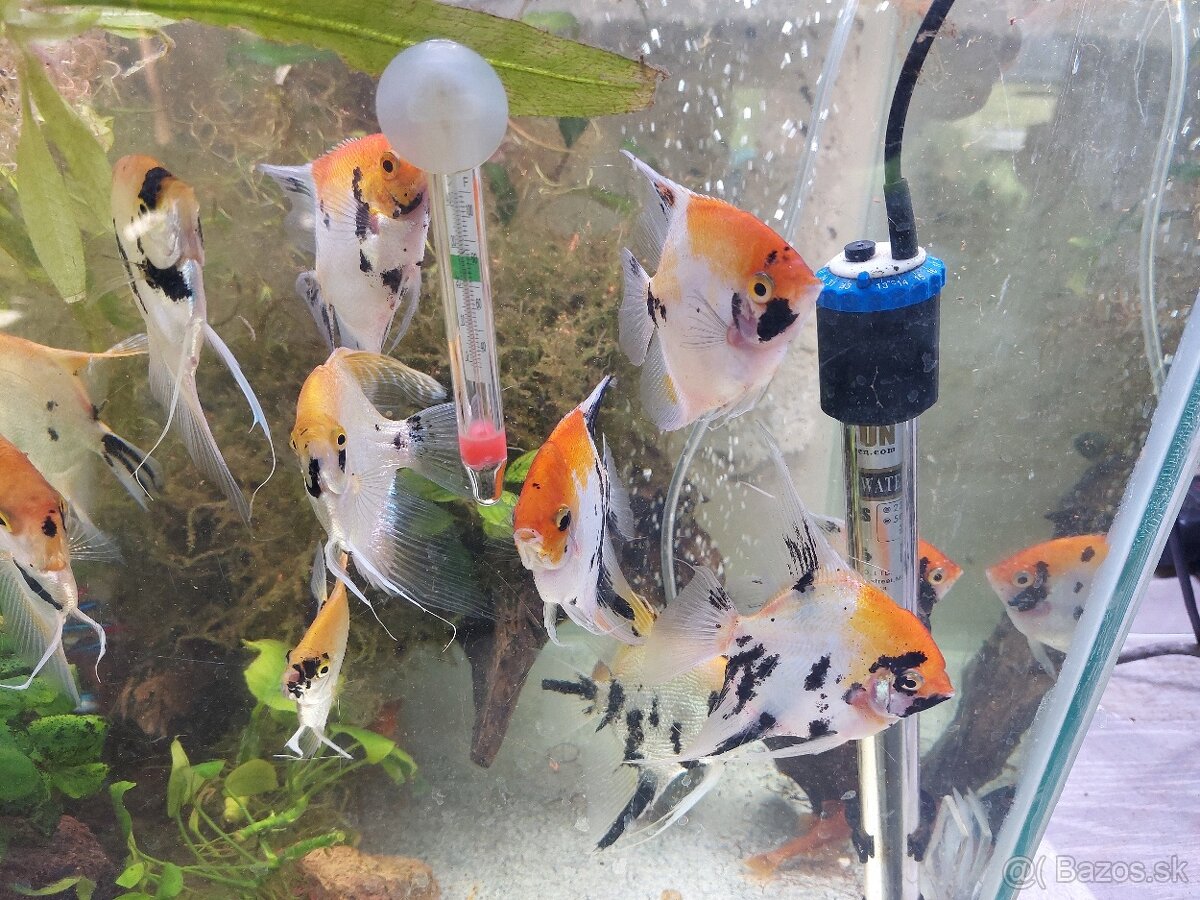 Predam kompletne prislušenstvo ryby a rastliny