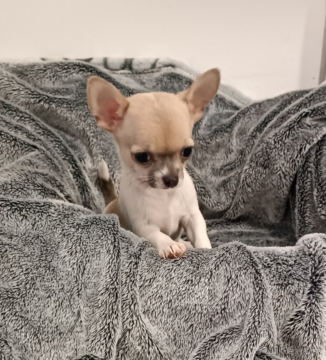 Civava kratkosrsta mini