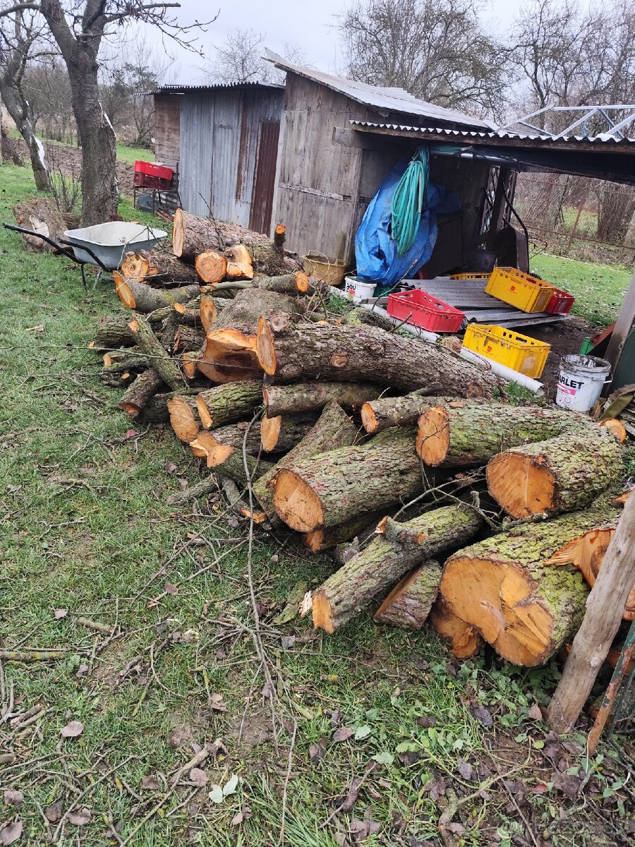 Predám palivové drevo po výrube cena 100€