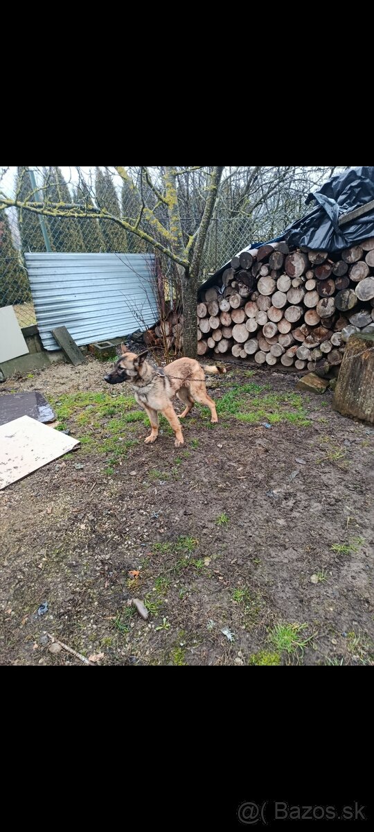 Belgický ovčiak malinois