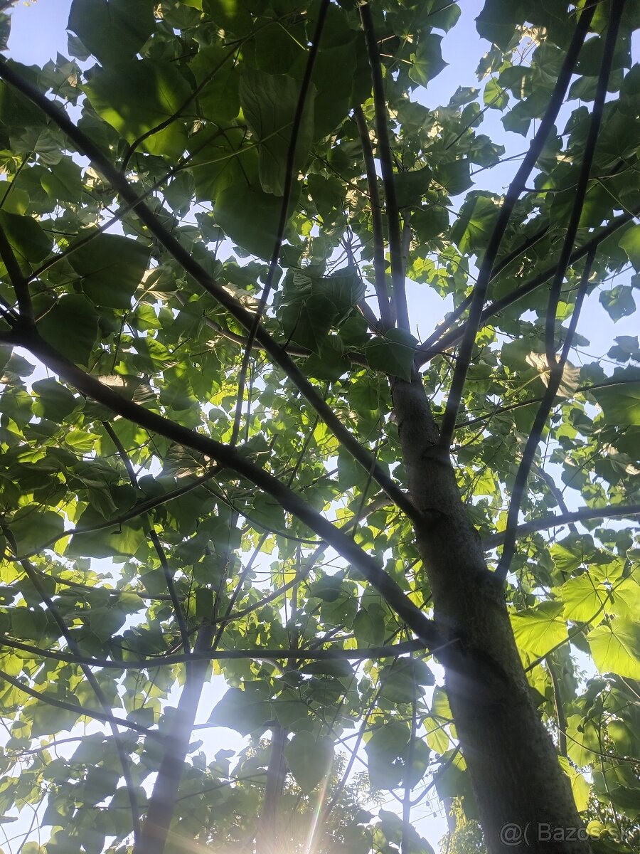 Paulownia