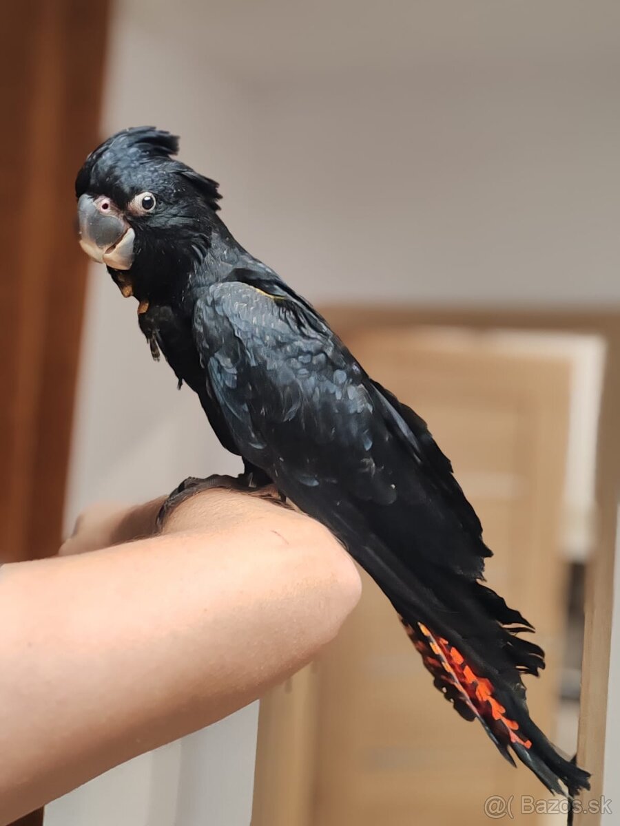 Kakadu havraní