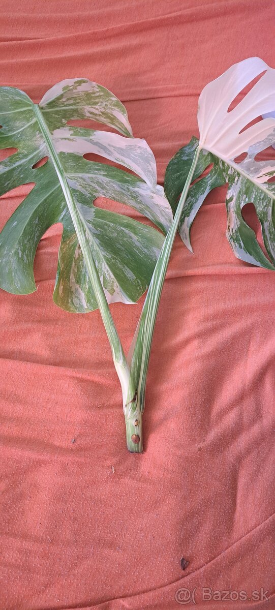 Monstera albo