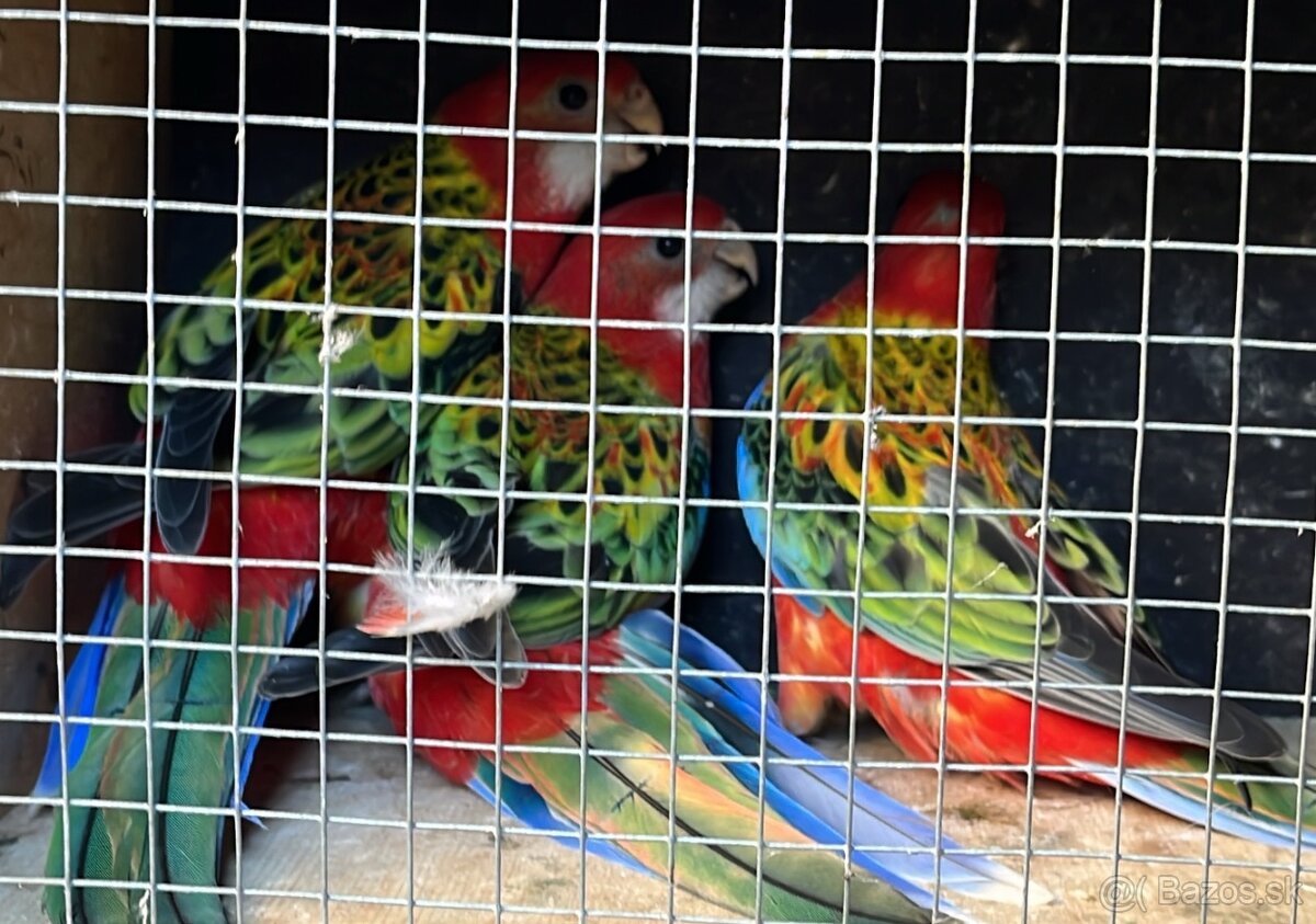 Predam klasicke rozely