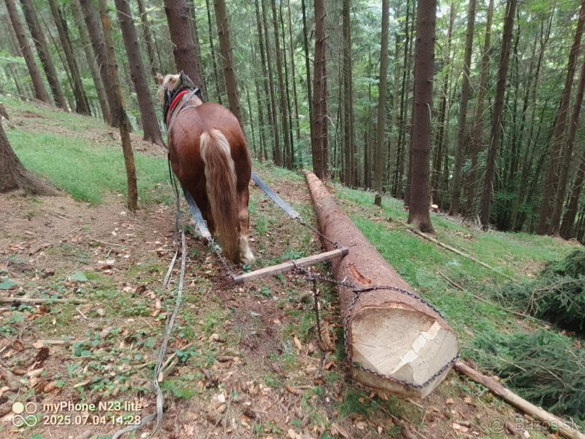 Predám dva žrebce