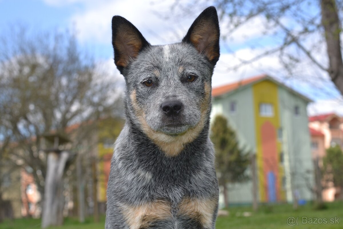 Australsky dobytkarsky pes