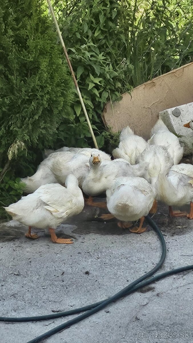 Kačica brojlerove