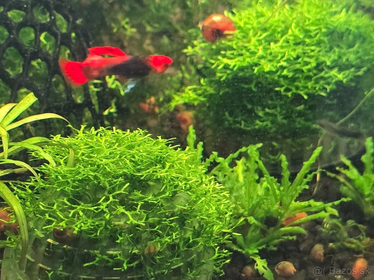 Riccia fluitans