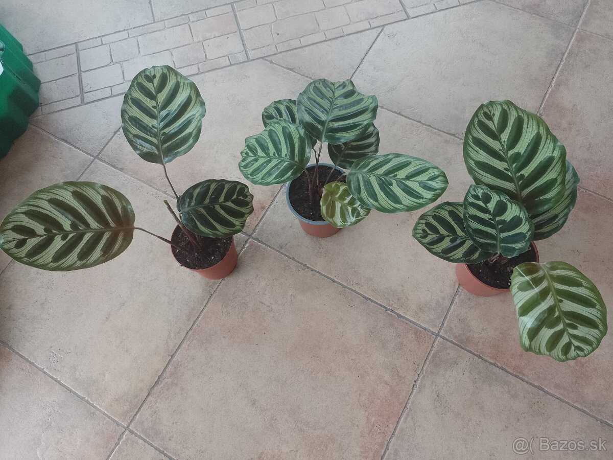 Calathea Makonaya 1ks/10€+pošta