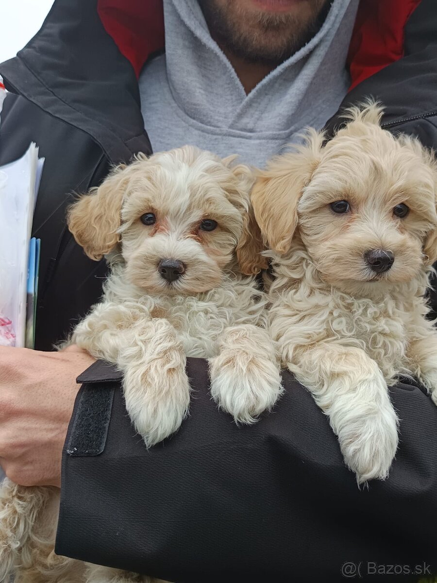 Maltipoo