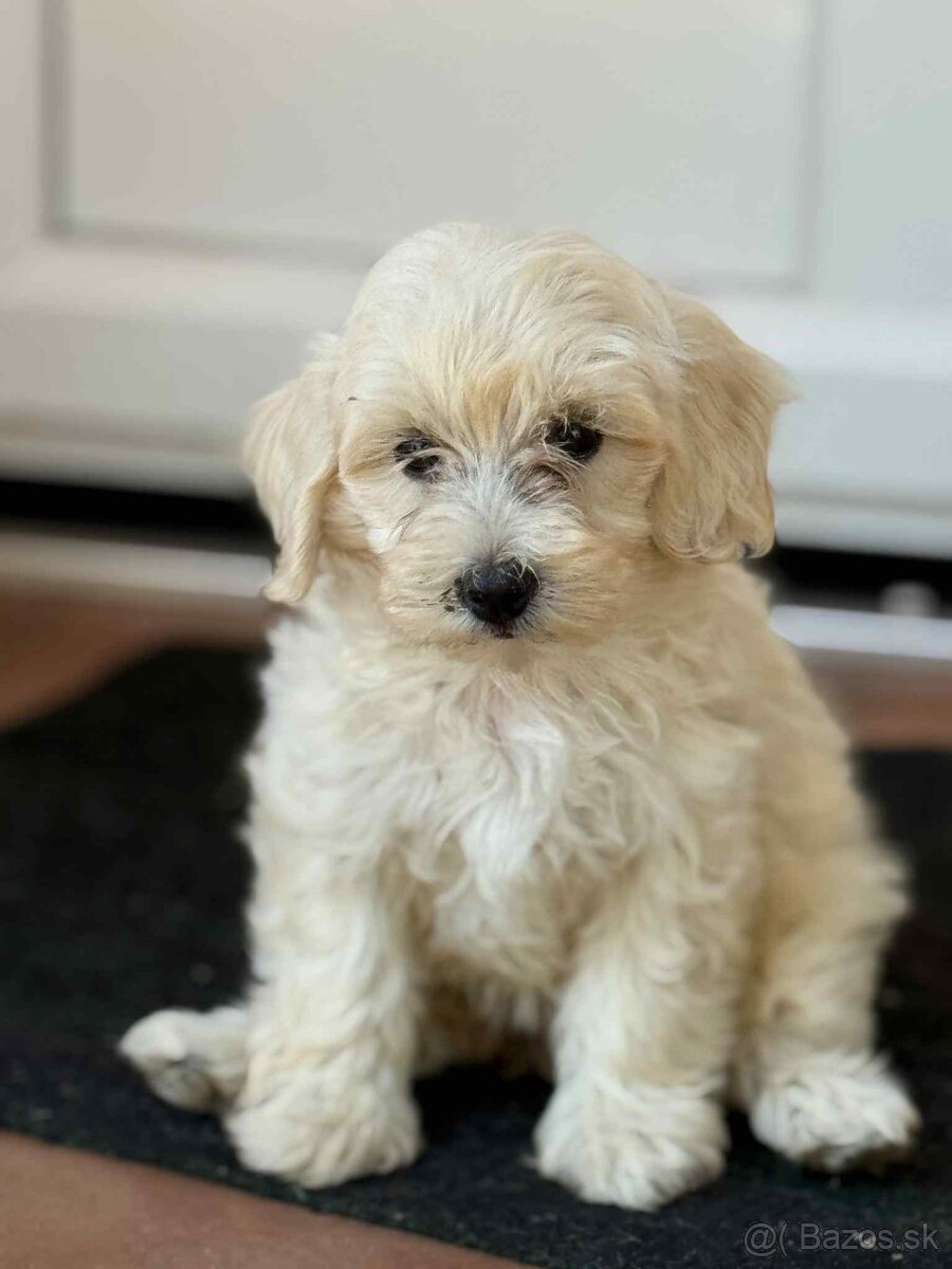 Maltipoo