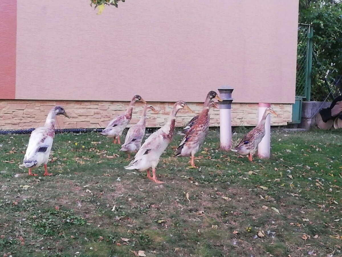 Kačice - Indické bežce