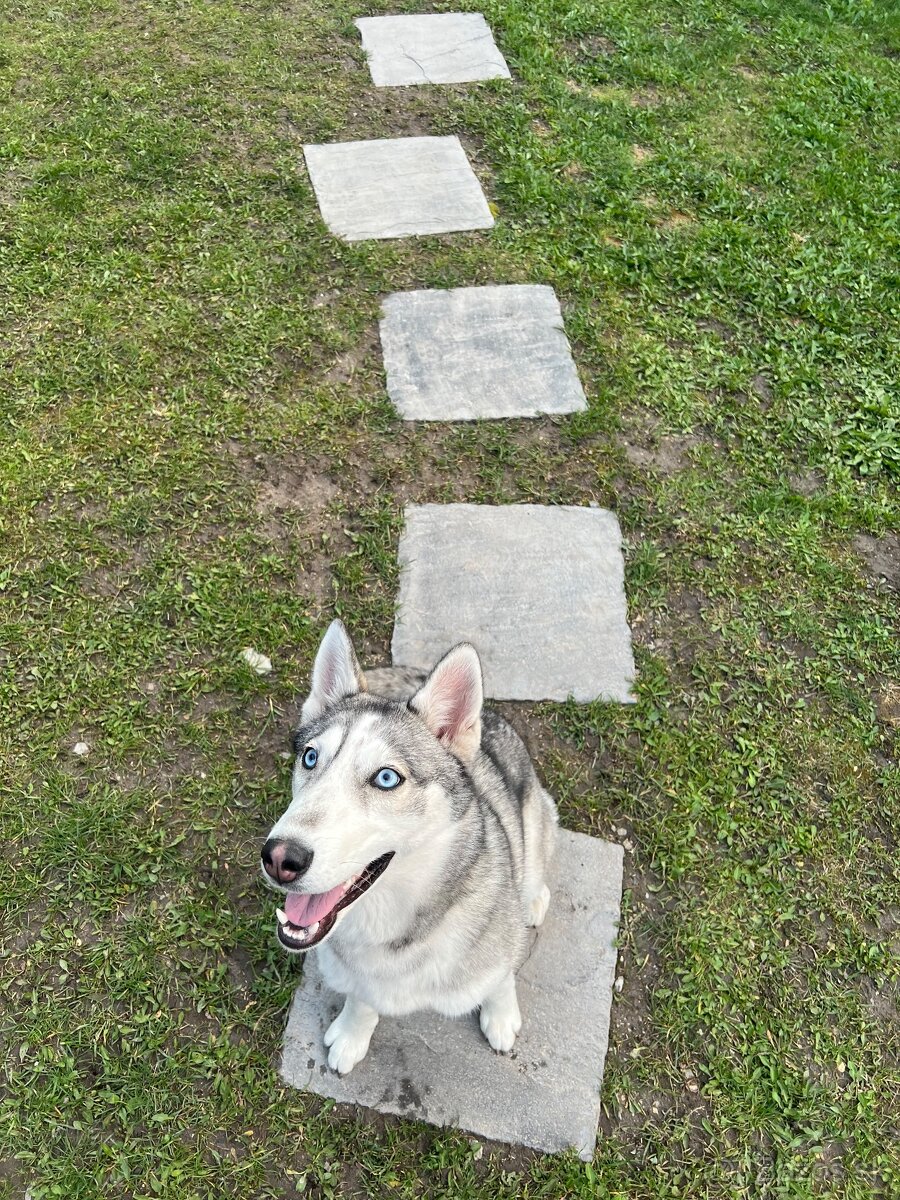 Darujem fenku huskyho bez PP