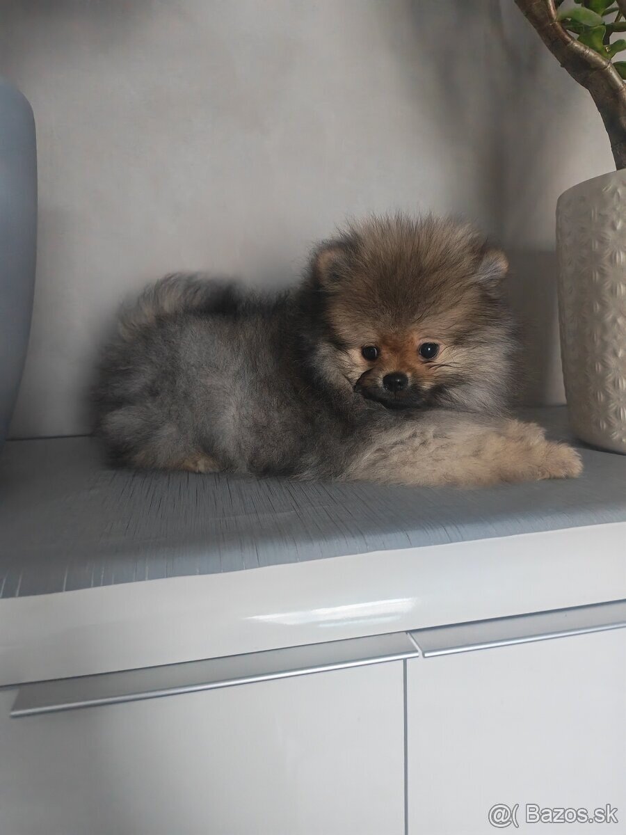 Pomeranian