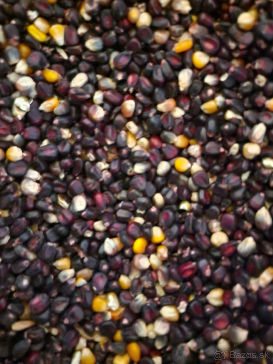 Predam cervenu kukuricu