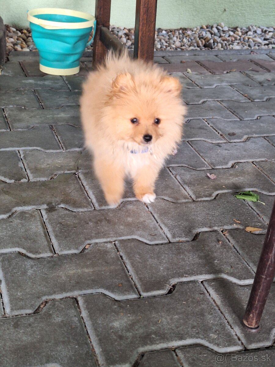 Pomerian