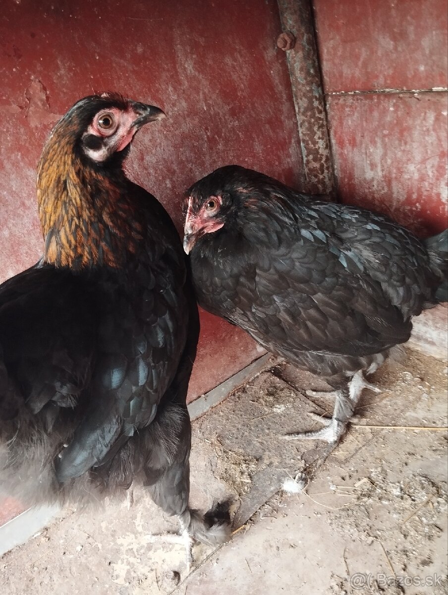 Ponúkam na výmenu sliepočky