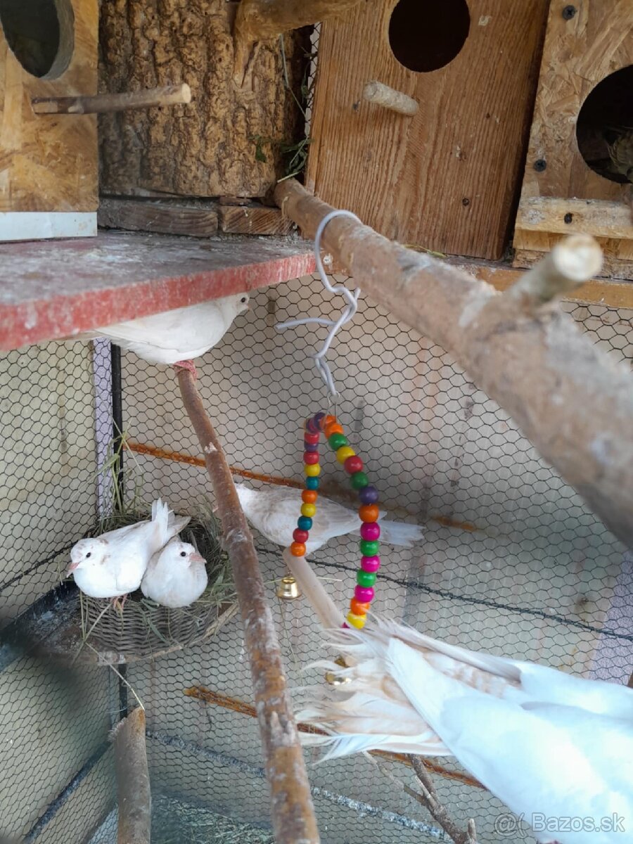 Hrdličky chichotavé