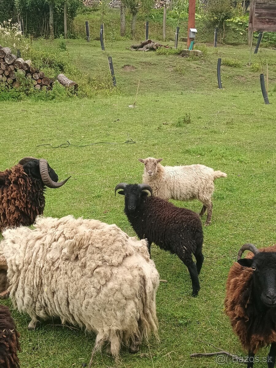 Ouessanska ovce