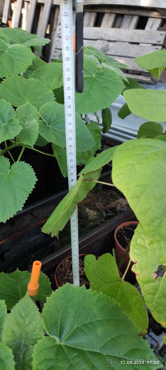 Katalpa nádherná (Catalpa speciosa)