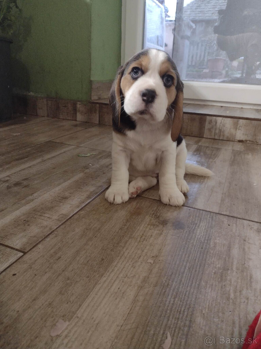 Beagle, bígel, bígl, bigel