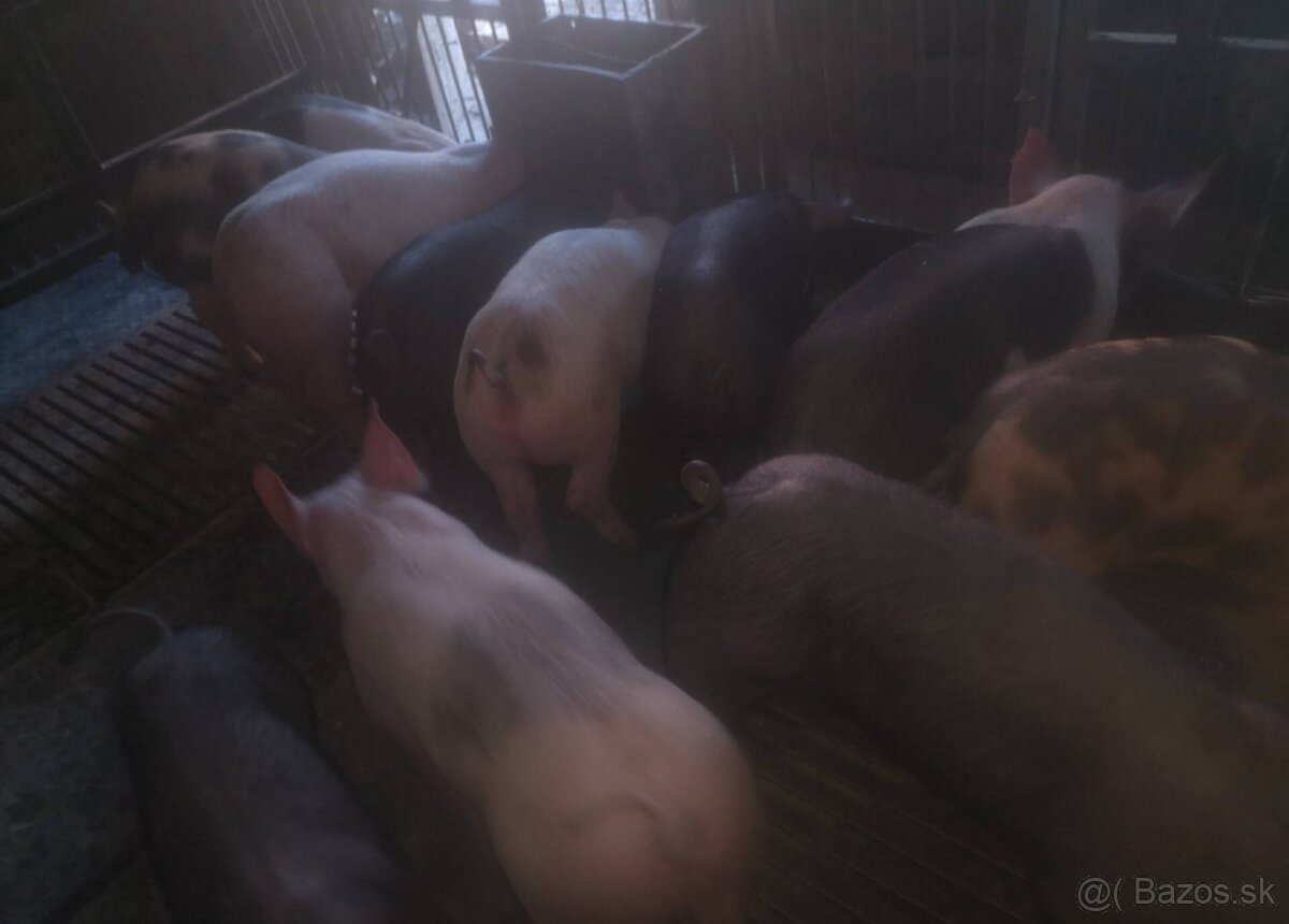 Presticke X Pietrain 20-25kg