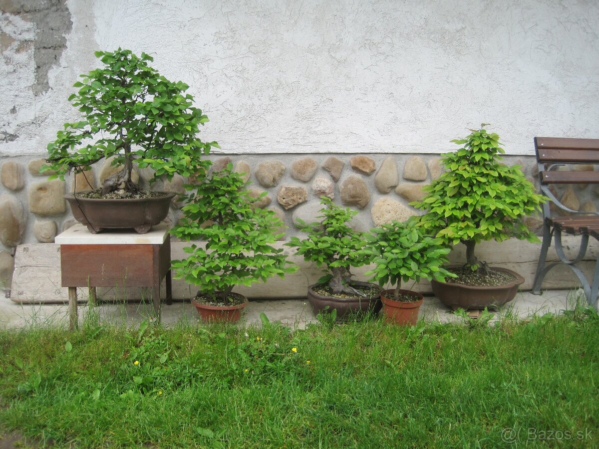bonsai,bonsaj-hrab 10