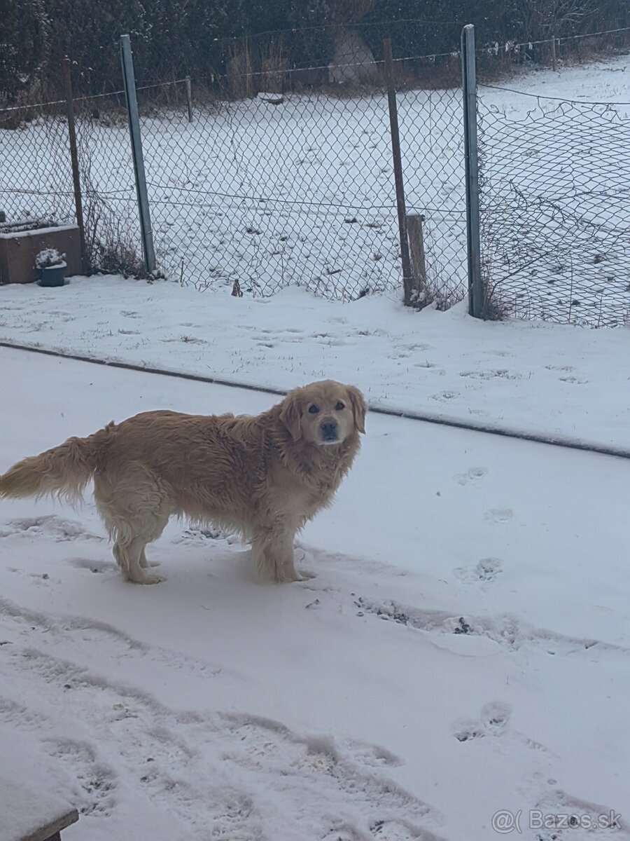 Zlatý retriever-krytie