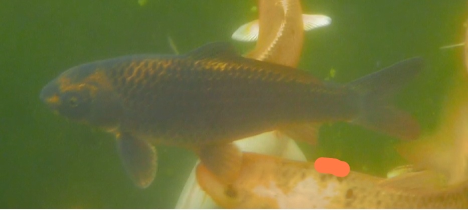 koi kapre
