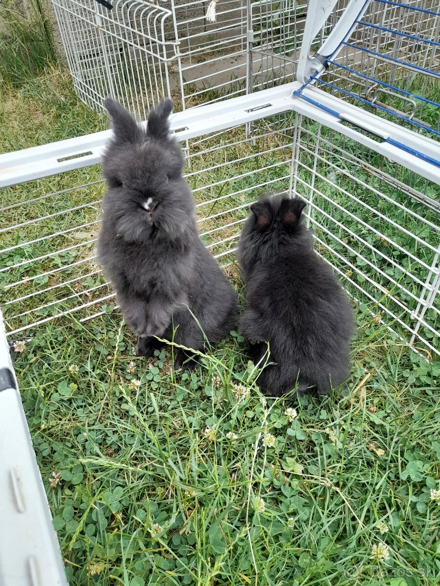 Zakrsle zajaciky