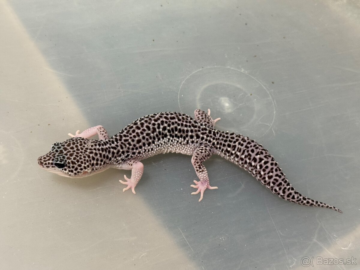 Gekoncik nočný Total eclipse