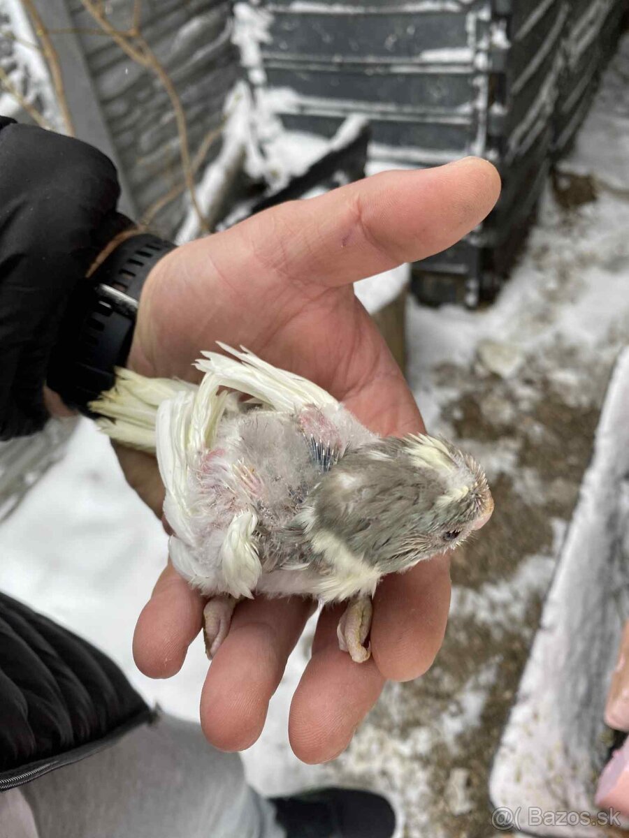 Dopyt kakariky na dokrmenie