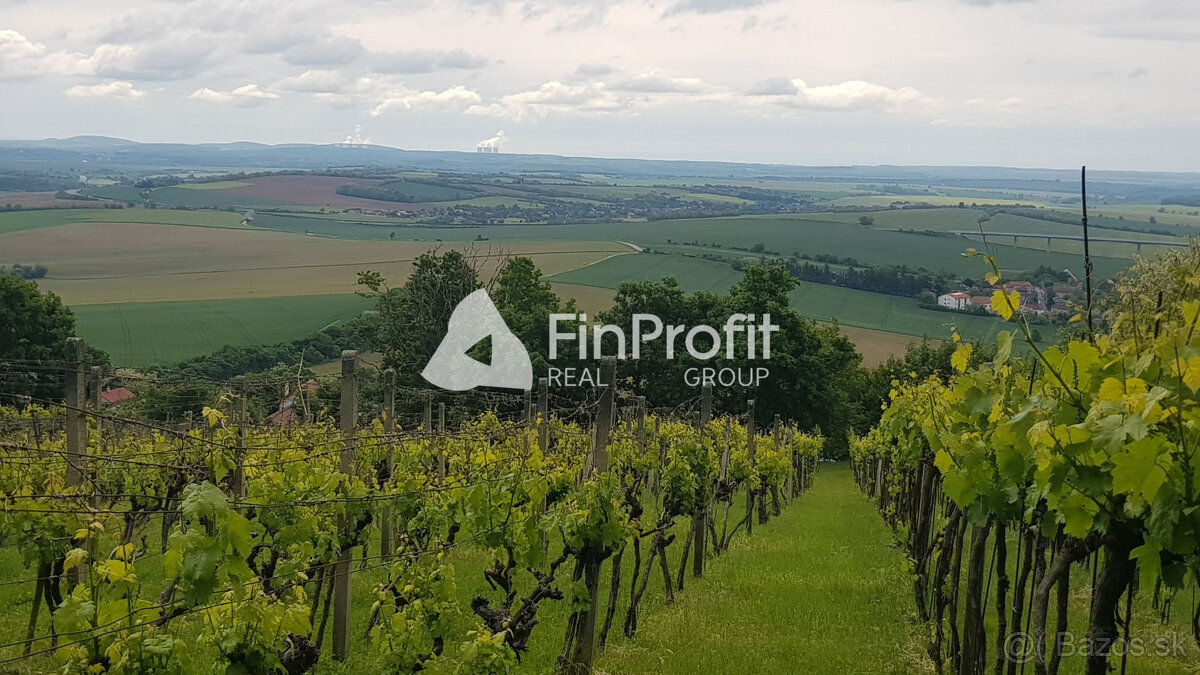 Prenajmem vinohrad v Koliňanoch pri Nitre.