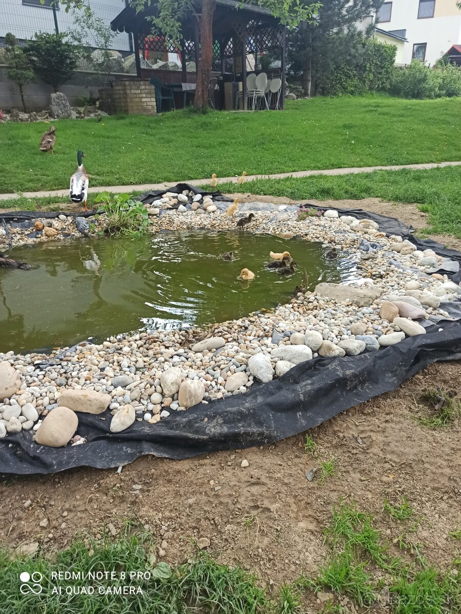Indický bežec