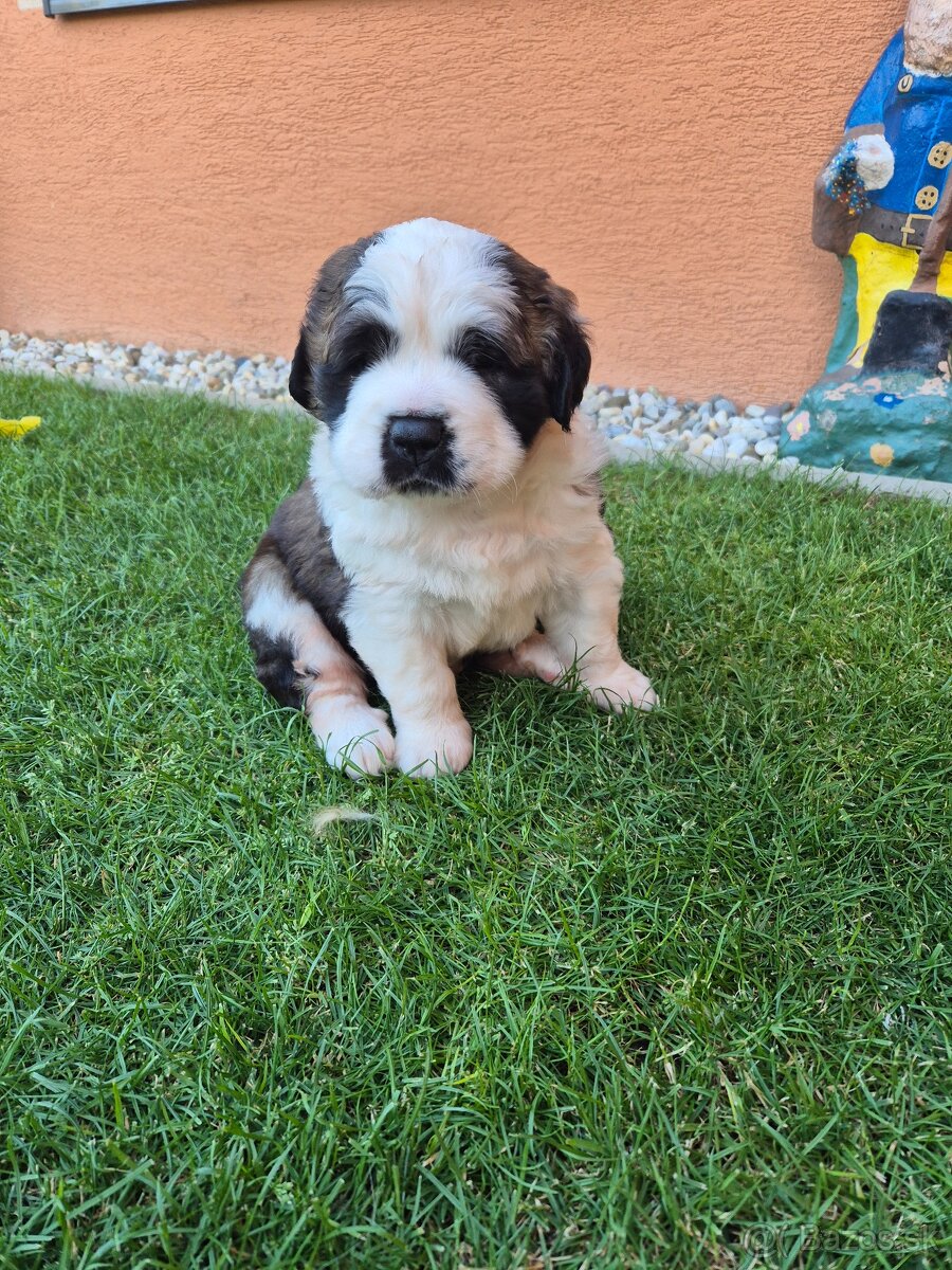 Bernardín
