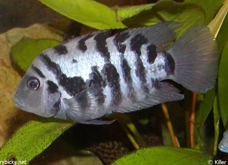 Cichlazoma zebrovitá