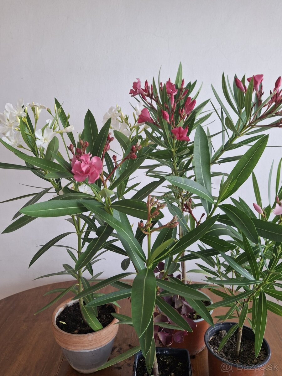 Oleander