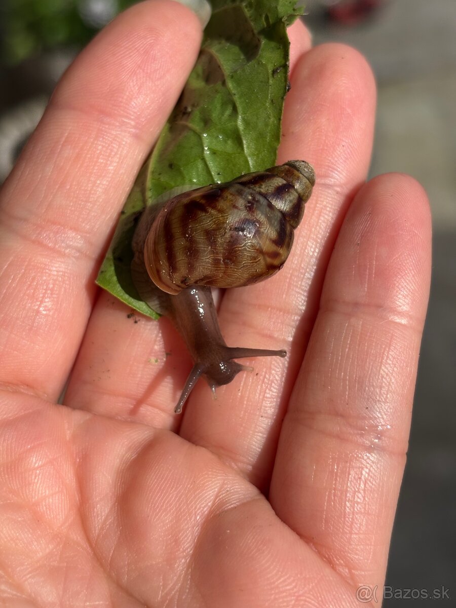 Achatina