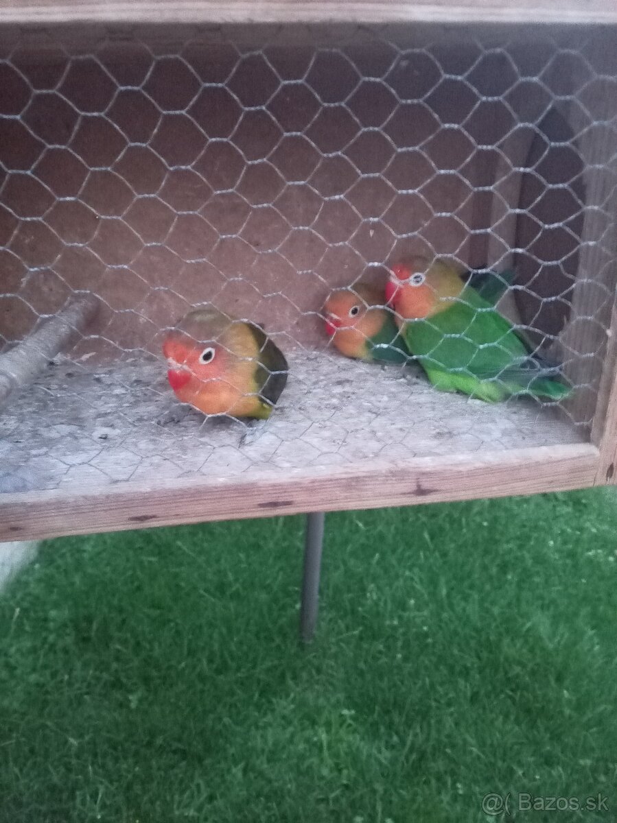 Agapornis