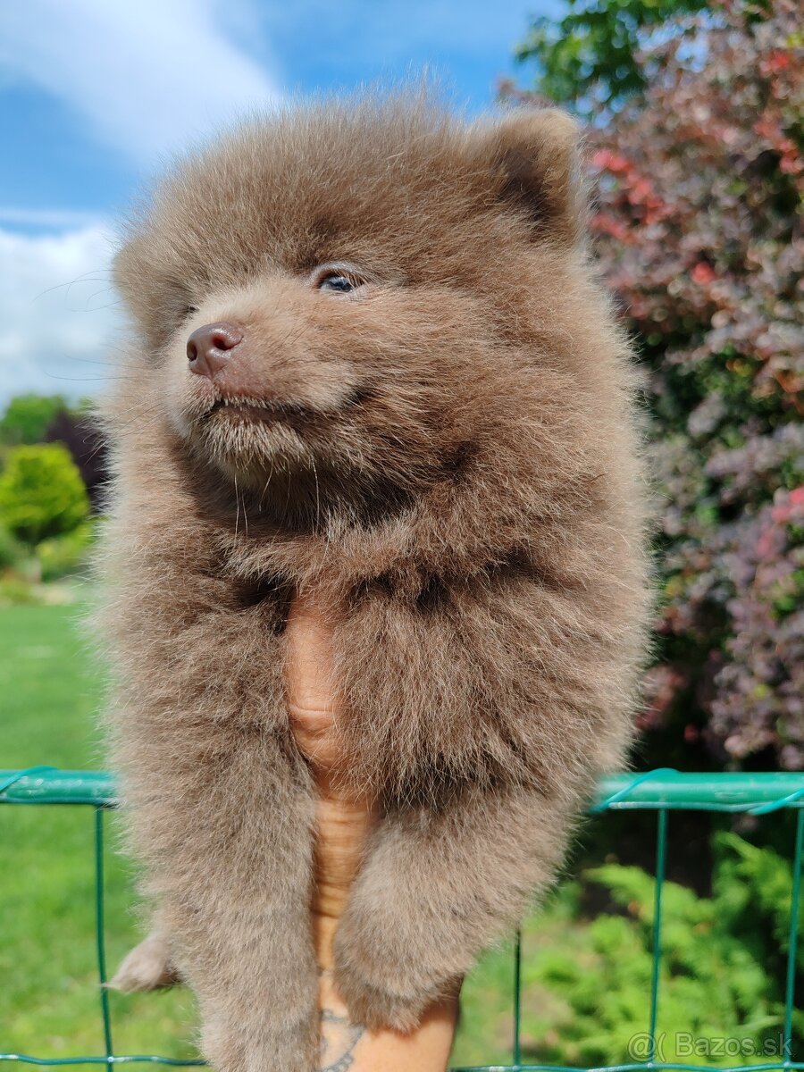 Pomeranian s PP