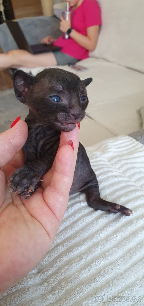 Cornish rex s PP
