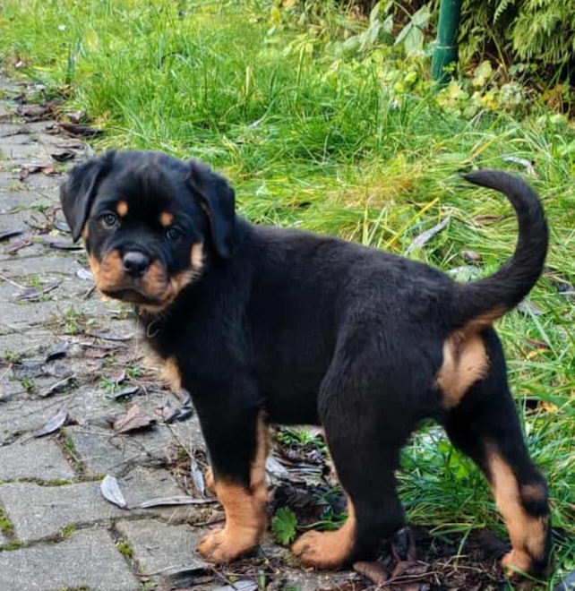 Rotvajler,rottweiler,RTV, šteniatka rottweilera