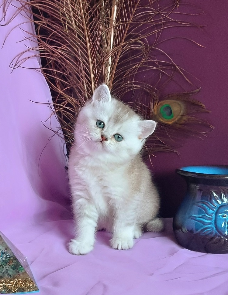 Britske maciatko na rezervácie