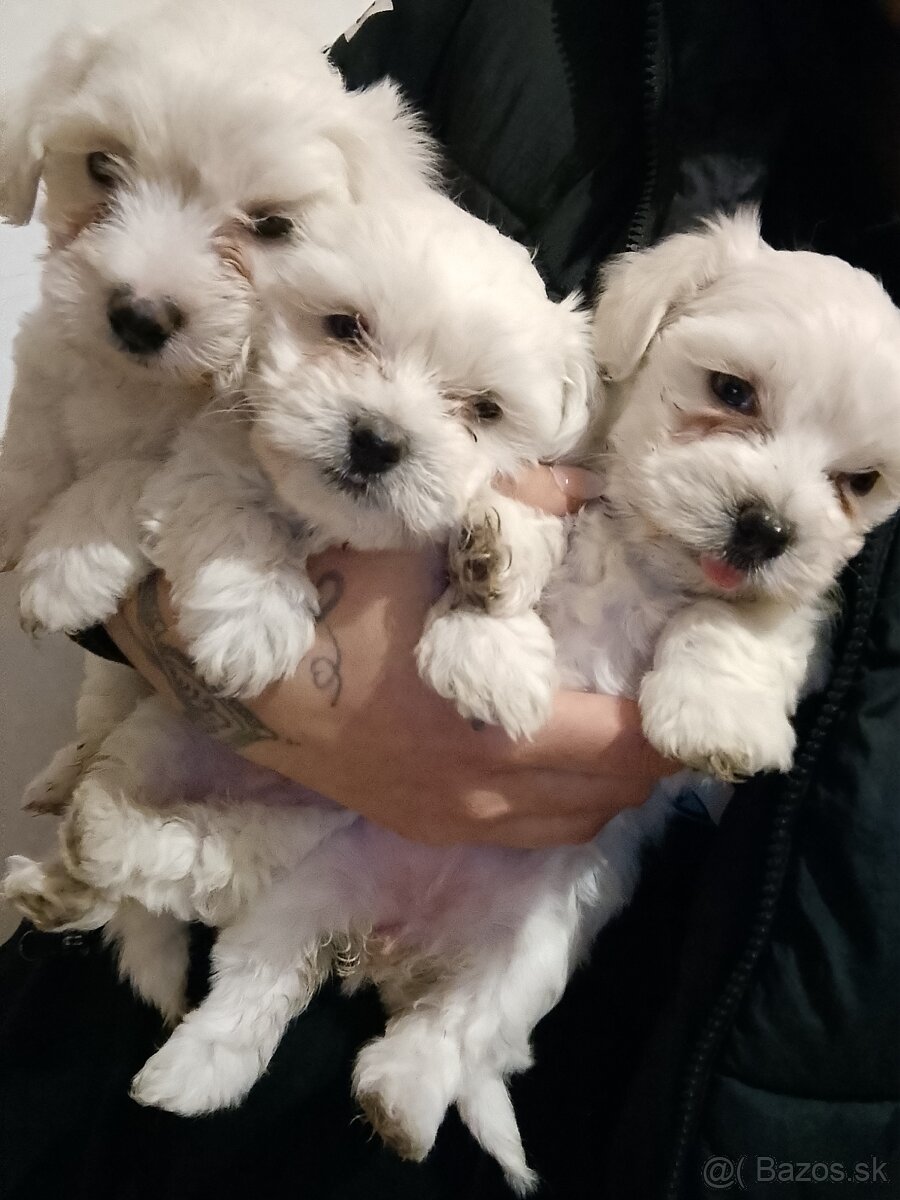 Maltezak