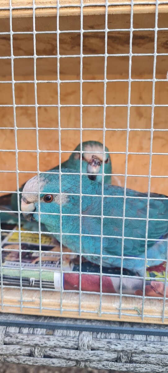 Kakariki