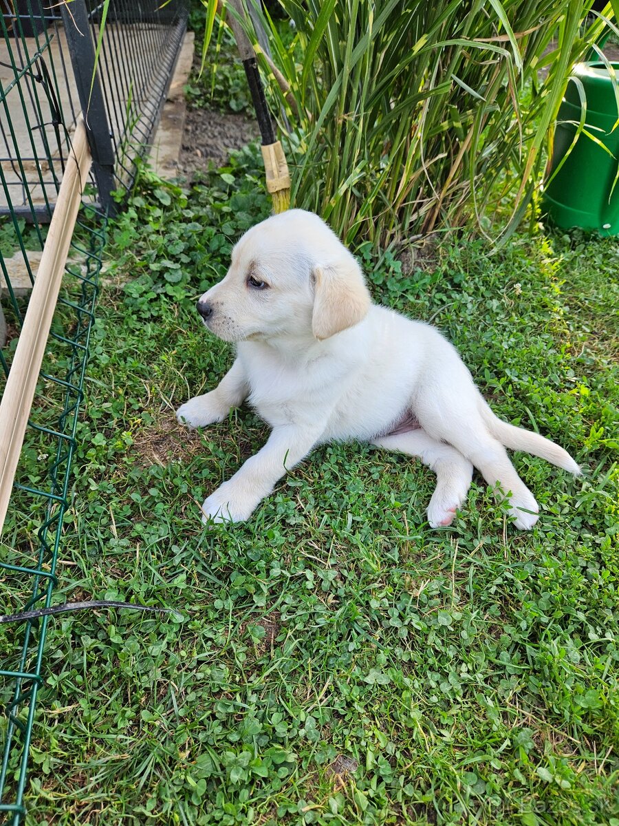 Labrador/Slovenský čuvač