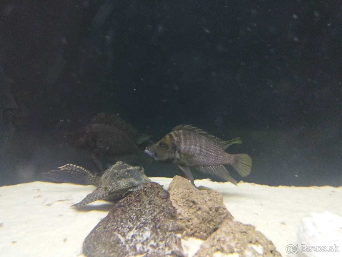 Altolamprologus calvus black